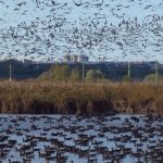 Nyolcvanezer fölé nőtt a vadludak száma a fertőn